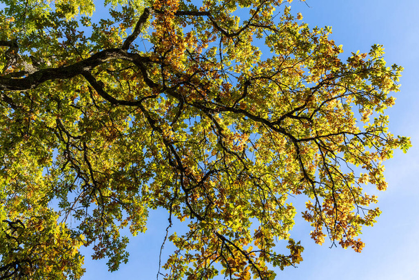 low angle shot of autumn leaf colored treetop against clear blue sky - Photo, Image
