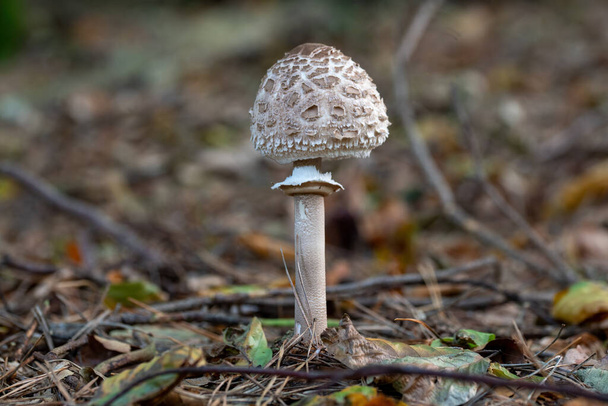 Молодой Parasol Mushroom Macrolepiota procera Growing in a Woodland - Фото, изображение