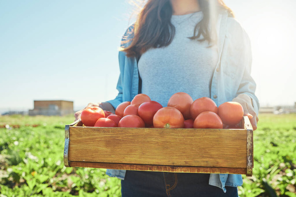 A crate of health and happiness. a female farmer holding a crate of freshly harvested tomatoes - Foto, Imagem