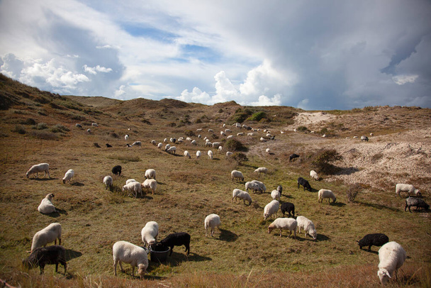 Stádo ovcí pasoucích se v dunách poblíž Bergen aan Zee v Nizozemsku - Fotografie, Obrázek
