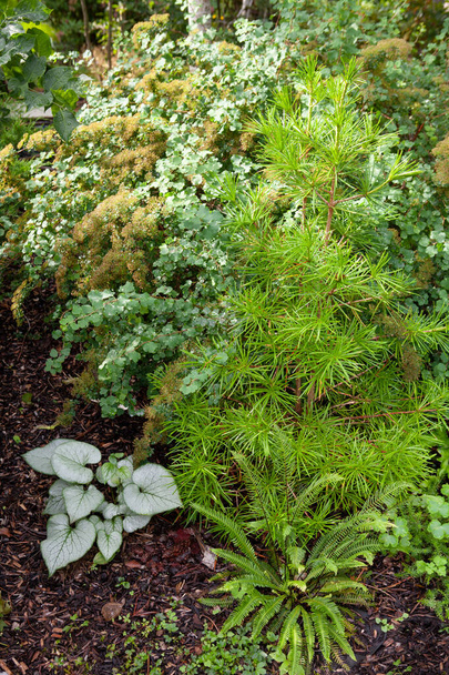 Little Japanese Umbrella pine, Sciadopitys verticillata growing in rare plants and trees collectors garden in Europe. Garden ideas concept - Photo, Image