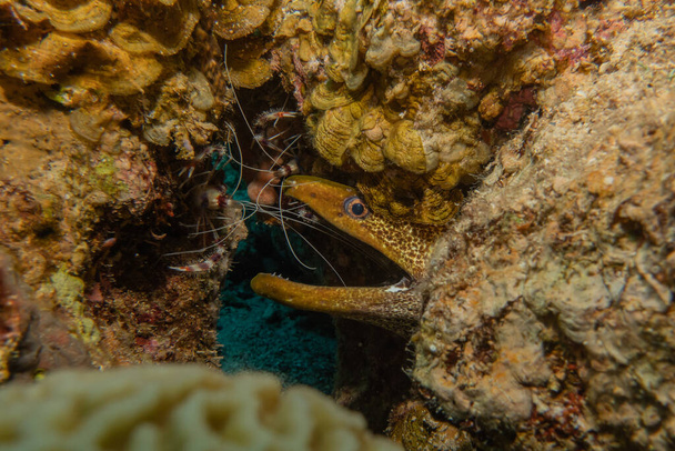 Muränen-Mooray lycodontis undulatus im Roten Meer, Eilat Israel - Foto, Bild