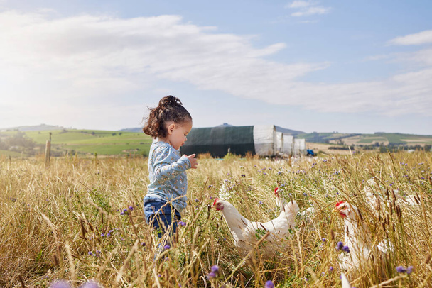 La agricultura enseña a los niños habilidades para la vida. una adorable niña jugando en una granja avícola - Foto, imagen