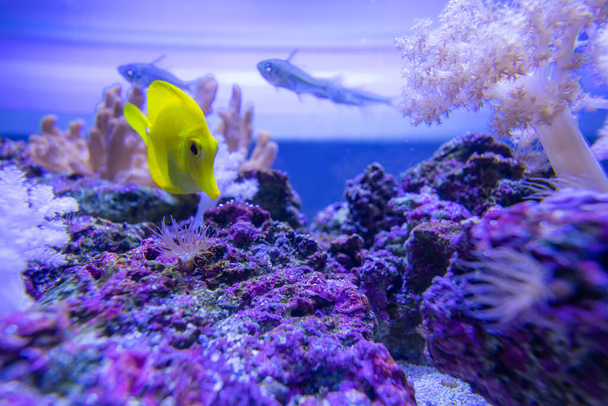 Рыба и аквариум с рифом - Фото, изображение