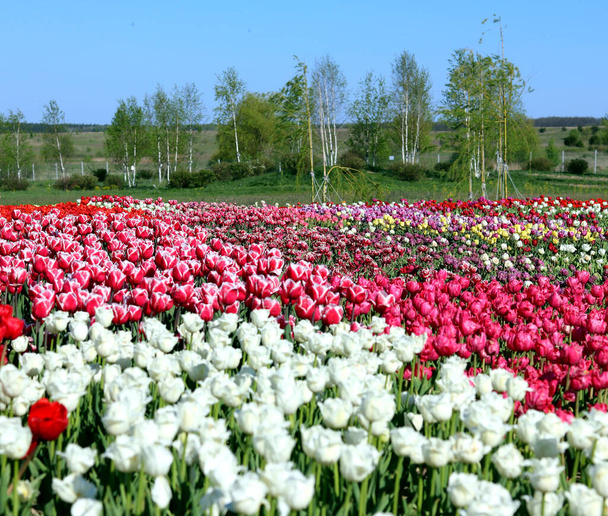 hermosos tulipanes en el jardín - Foto, imagen
