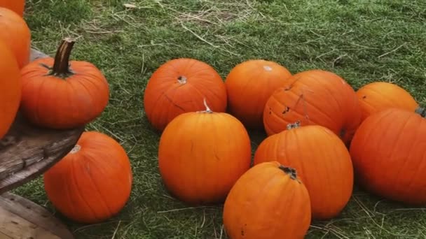 Halloween pumpkins and holiday decoration in autumn season rural field, pumpkin harvest and seasonal agriculture, outdoors in nature scene - Footage, Video