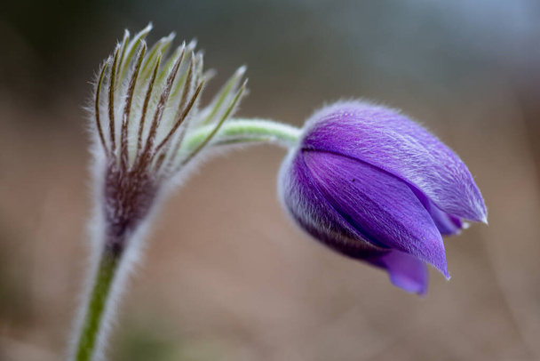 Větší pasque květ (Pulsatilla grandis) na jaře, Ukrajina - Fotografie, Obrázek