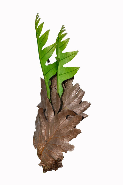 Green fern leaves ( Blechnum spicant ) isolated on white background - Photo, Image