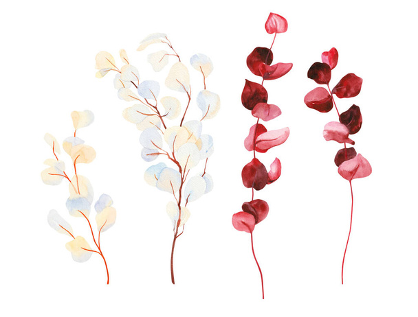 Field herbs, hand painted watercolor dry red and white eucalyptus branches illustrations. Herbarium, botanical elements for design isolated on white background. - Photo, Image