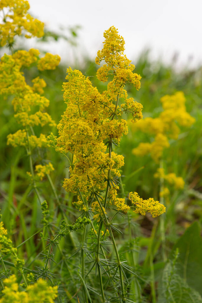 Galium verum is a perennial herbaceous plant from the genus of the nightshade family. Medicinal plant. - Photo, Image