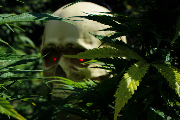 Verstoppen in de cannabisplanten is een skelet dat zijn prooi stalkt. - Foto, afbeelding