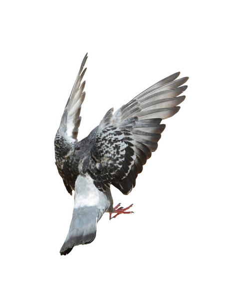 full body of speed racing pigeon bird isolate white background. pigeon isolate on white background. cutout birds. cutout bird. bird isolate on white background. - Photo, Image