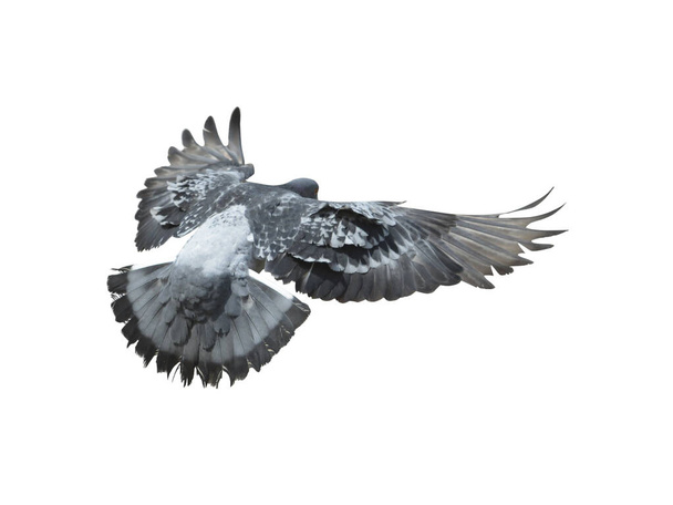 corps complet de course de vitesse pigeon oiseau isoler fond blanc. pigeon isolé sur fond blanc. oiseaux coupés. oiseau découpé. isolat d'oiseau sur fond blanc. - Photo, image