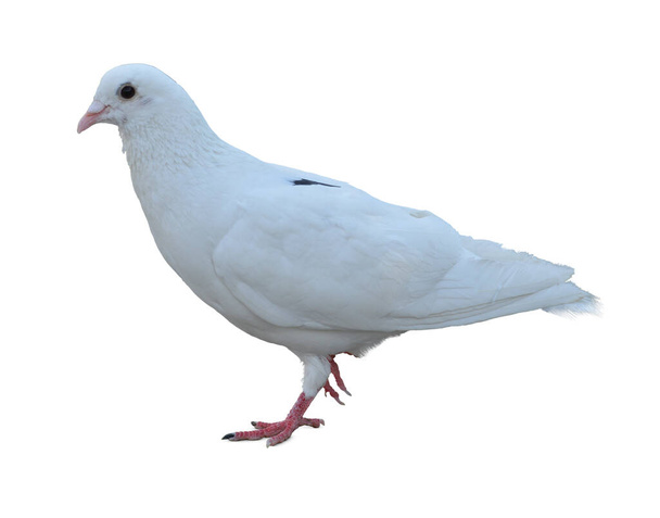 スピードレース鳩の鳥の完全な体は白い背景を隔離します。鳩は白い背景に隔離されてる。切り取られた鳥。切り取られた鳥。鳥は白い背景に隔離され. - 写真・画像