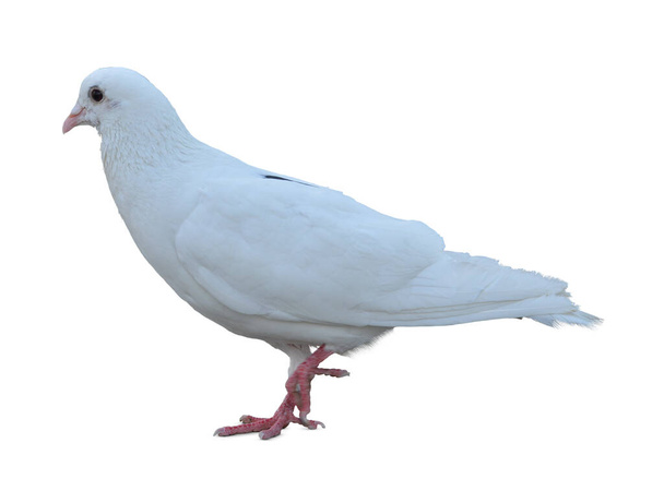 Ολόκληρο το σώμα του περιστεριού αγώνων ταχύτητας απομονώνουν λευκό φόντο. Απομόνωση περιστεριού σε λευκό φόντο. Αποκομμένα πουλιά. Κομμένο πουλί. απομονωμένο πτηνό σε λευκό φόντο. - Φωτογραφία, εικόνα