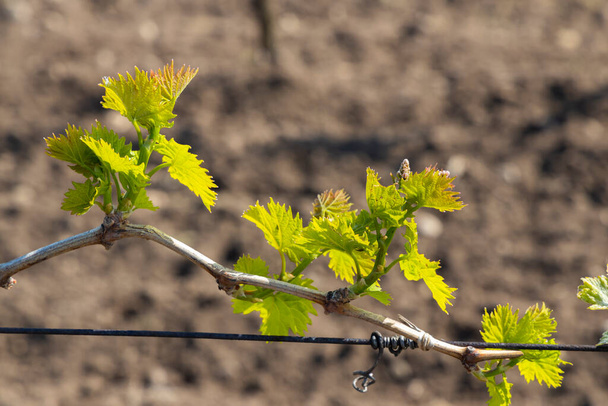 детали весенней ветви винограда, Южная Моравия, Чехия - Фото, изображение
