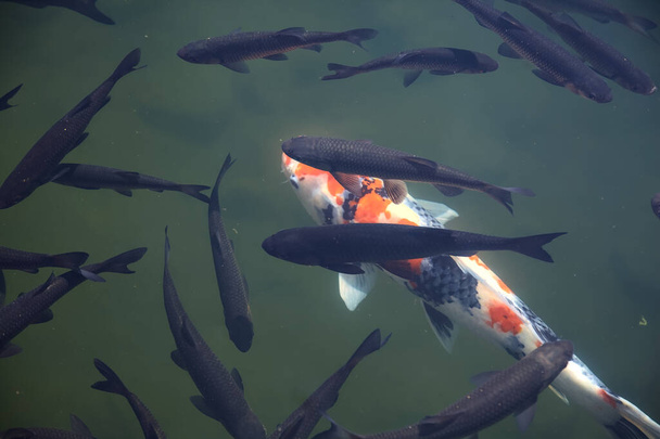 Carpa Koi nadando en un estanque visto desde arriba de la superficie - Foto, Imagen