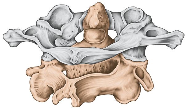 Tavola didattica, colonna vertebrale cervicale, morfologia vertebrale, prima e seconda vertebra cervicale, vertebre cervicali, atlante, asse, articolazione atlantoassiale, vista posterosuperior - Foto, immagini
