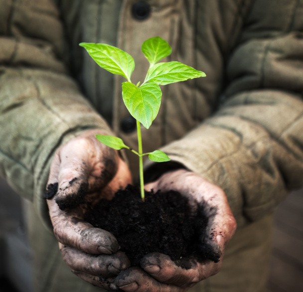 Hands holding green sapling with soil - Foto, afbeelding