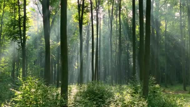 Вид на лес по утрам, кадры беспилотников - Кадры, видео