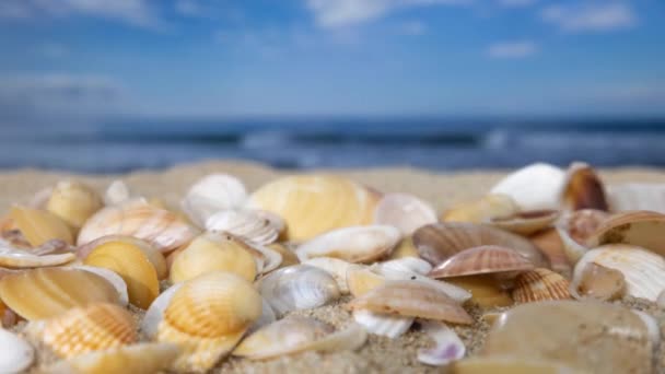 Stop-Motion eines schönen Strandes, der sich mit Muscheln füllt - Filmmaterial, Video