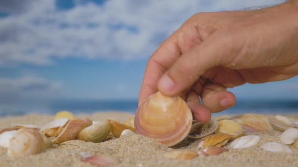 Una mano que clasifica conchas marinas en una playa - Imágenes, Vídeo