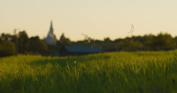 Meditatieve slow motion gras in de avond zonsondergang of zonsopgang stralen van licht - Video