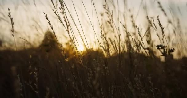 De camera vliegt door het veld met gras bij zonsondergang - Video