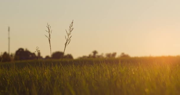 Medytacyjna trawa powolnego ruchu w wieczornym zachodzie słońca lub promieni słońca światła - Materiał filmowy, wideo