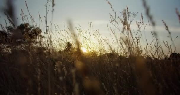 De camera vliegt door het gras op een weide bij zonsondergang of zonsopgang - Video