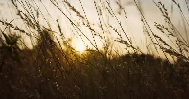 De camera vliegt door het gras bij zonsondergang - Video