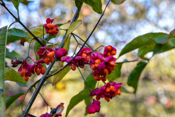 Euonymus europaeus european common spindle capsular ripening autumn fruits, red to purple or pink colors with orange seeds, autumnal colorful leaves - Photo, Image