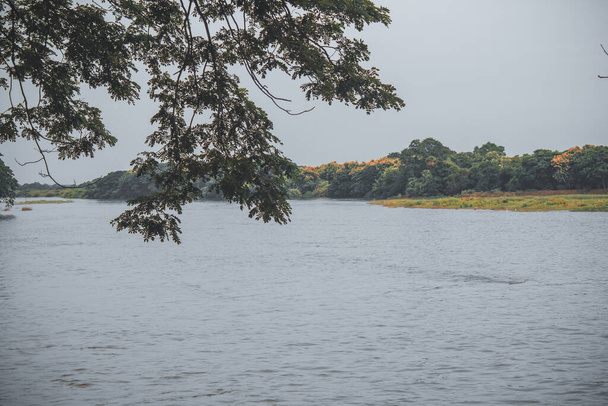 Річка Кавері наповнюється вивільненою водою з Калланаї (також відомого як Великий Анікут). Калланай - дамба в Тамілнаду. Зосереджуйтеся на листках переднього плану. - Фото, зображення