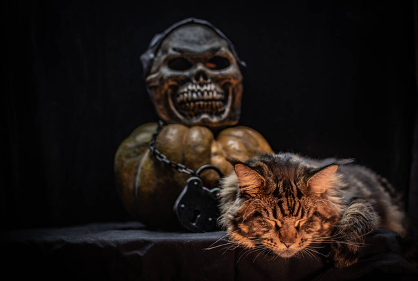 Maine Coon cat participates in a still life with a Halloween atmosphere - Photo, Image