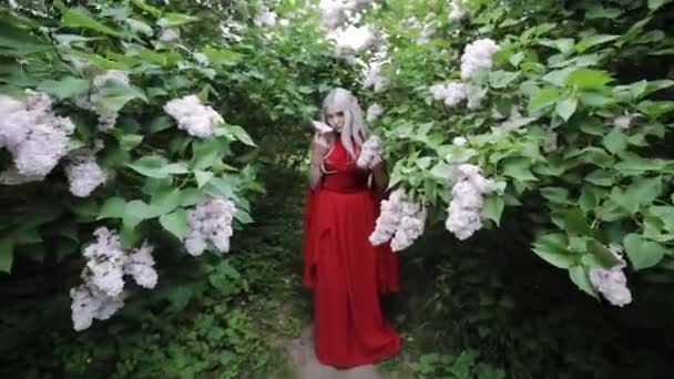 Фантастична жінка ельф, одягнена в червону сукню, вона в казковому лісі
. - Кадри, відео