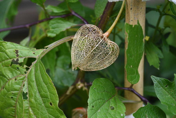 Winter cherry ( Physalis alkekengi ). Solanaceae perennial plants. Pale yellow flowers bloom from June to July. After flowering, bag-shaped fruits are produced, which turn orange when ripe. - Photo, Image