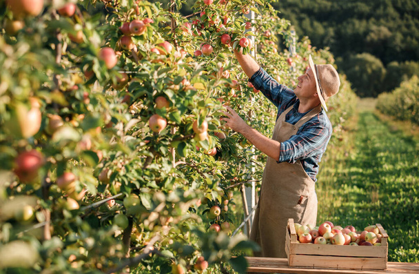 Onnellinen hymyilevä miesmaanviljelijä sato poimien tuoreita kypsiä omenoita hedelmätarhassa syksyn sadonkorjuun aikana. Sadonkorjuuaika - Valokuva, kuva