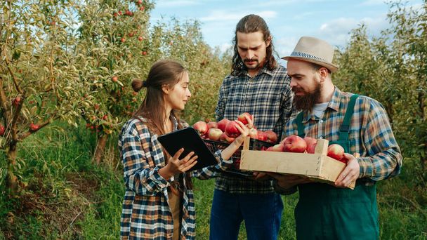 Apple farm orchard land of young people men woman harvest studying the quality of the crop. Three young farmers carefully and carefully put apples into boxes with a smile on their faces. Girl checks. - Foto, imagen