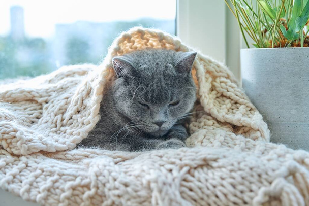 Gray cat pet sleeping on warm knitted woolen scarf on window, in cold autumn winter season. Comfort, calm, cozy, heating, animals, house concept - Photo, Image