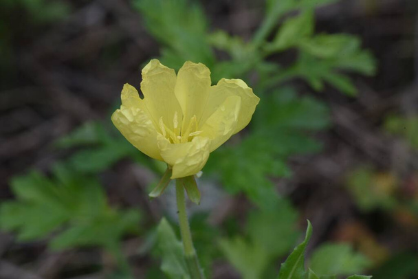 Cutleaf eveningprimrose ( Oenothera laciniata ) flowers. Onagraceae perennial plants. Creeping, yellow flowers bloom from May to October, turning orange when withered. - Photo, Image