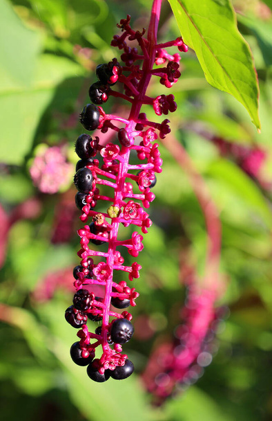 Phytolacca americana, also known as American pokeweed, pokeweed, poke sallet, dragonberries, and inkberry, is a poisonous, herbaceous perennial plant in the pokeweed family Phytolaccaceae. - Photo, Image