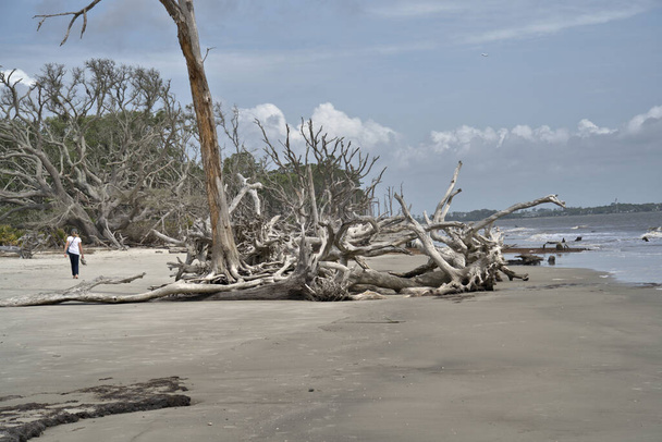 Driftwood Beach μπορεί να φαίνεται λίγο απόκοσμη, ειδικά κατά τη διάρκεια της εκτός εποχής, όταν ολόκληρη η παραλία είναι ένα μεγάλο, έρημη έκταση των νεκρών δέντρων - Φωτογραφία, εικόνα