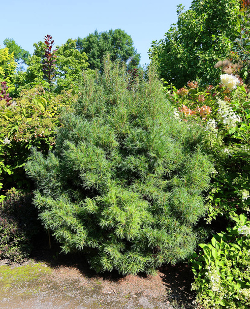The blue, green, white spruce or Colorado blue spruce, with the Latin (scientific) name Picea pungens, is a species of spruce tree. - Photo, Image