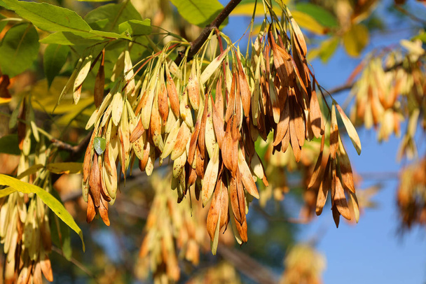 Ovoce javoru severského (Acer platanoides) v parku v pozdním letním slunném dni - Fotografie, Obrázek
