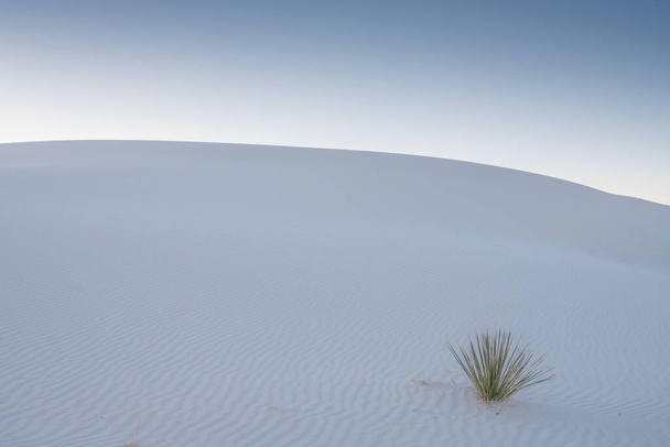 Yuca sola crece en el fondo de una duna de arena blanca al atardecer - Foto, Imagen