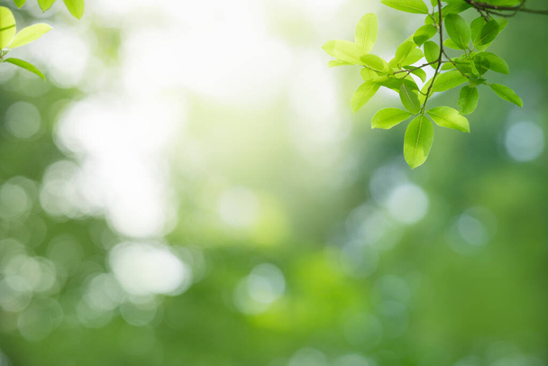 Close-up van prachtige natuur uitzicht groen blad op wazig groen achtergrond in de tuin met kopieerruimte met behulp van als achtergrond wallpaper pagina concept. - Foto, afbeelding