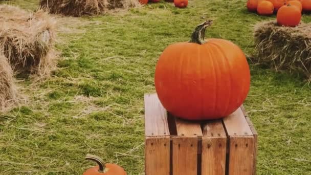 Хэллоуин тыквы и праздничные украшения в осенний сезон сельские поля, сбор тыквы и сезонное сельское хозяйство, на открытом воздухе в природе - Кадры, видео