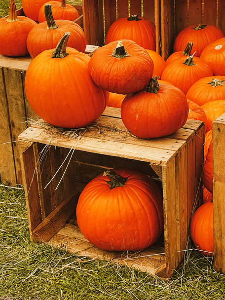 Halloween-Kürbisse und Feiertagsdekoration in der Herbstsaison ländliche Felder, Kürbisernte und saisonale Landwirtschaft, im Freien in der Natur Szene - Foto, Bild