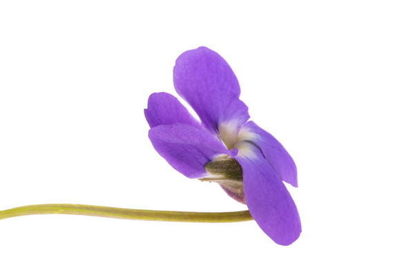 Fioletowy kwiat izolowany na białym tle - Zdjęcie, obraz