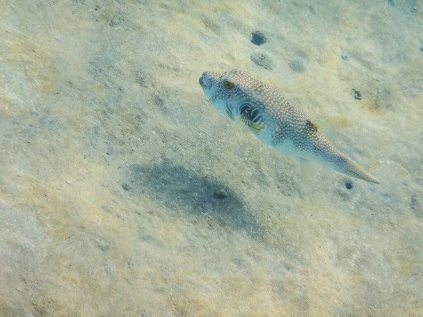 peixe puffer manchado branco no fundo do mar arenoso no egito - Foto, Imagem